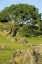 Picture of USA, CALIFORNIA CALIFORNIA OAK TREE SCENIC