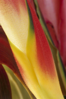 Picture of USA, COLORADO, LAFAYETTE, HELICONIA CLOSE-UP