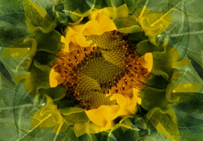 Picture of USA, COLORADO, LAFAYETTE SUNFLOWER MONTAGE