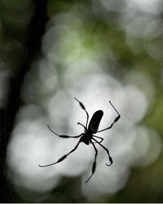 Picture of COSTA RICA FEMALE GOLDEN ORB WEAVER SPIDER