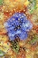 Picture of COLORADO, LAFAYETTE ABSTRACT WATER BUBBLES