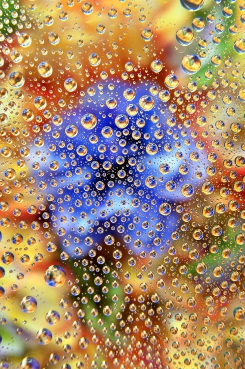 Picture of COLORADO, LAFAYETTE ABSTRACT WATER BUBBLES