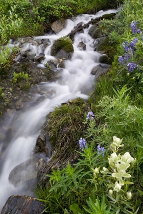 Picture of COLORADO, CRESTED BUTTE STREAM AND FLOWERS