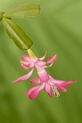 Picture of COLORADO, LAFAYETTE CHRISTMAS CACTUS FLOWER