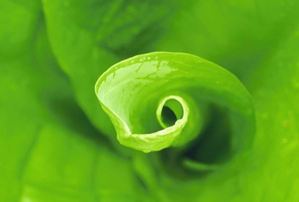 Picture of WA, OLYMPIC NP UNFURLING SKUNK CABBAGE LEAF