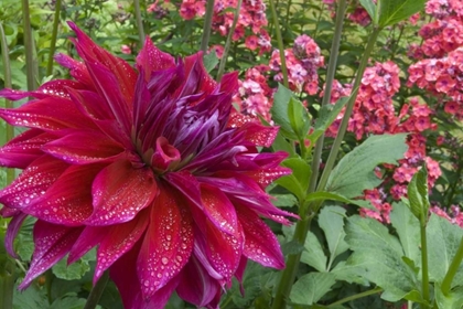 Picture of OR, PORTLAND DAHLIA AND PHLOX WITH DROPLETS