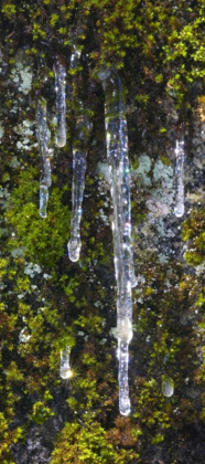 Picture of USA, CALIFORNIA, YOSEMITE NP ICICLES ON MOSS