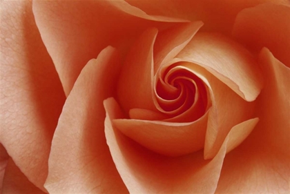 Picture of USA, COLORADO, LAFAYETTE PEACH ROSE CLOSE-UP