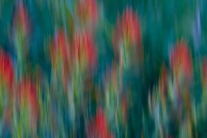 Picture of USA, COLORADO, CRESTED BUTTE FLOWER ABSTRACT