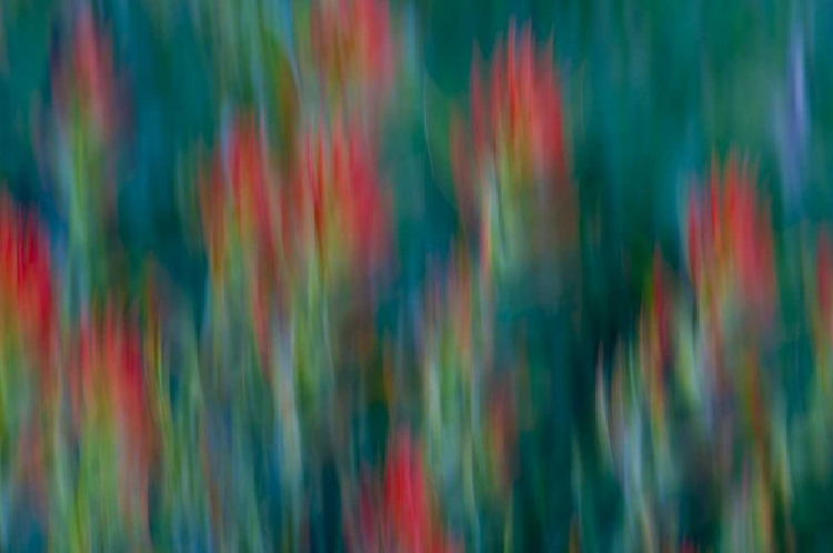 Picture of USA, COLORADO, CRESTED BUTTE FLOWER ABSTRACT
