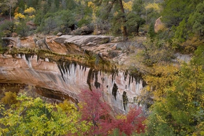 Picture of USA, UTAH, ZION NP EMERALD POOL TRAIL SCENIC