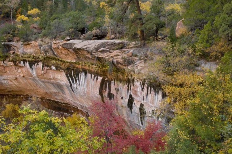 Picture of USA, UTAH, ZION NP EMERALD POOL TRAIL SCENIC
