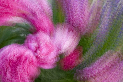 Picture of COLORADO, CRESTED BUTTE PEONY FLOWER MONTAGE