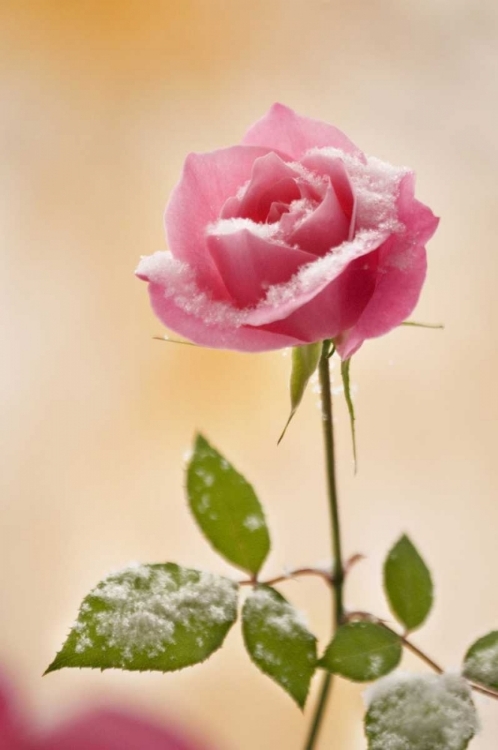 Picture of COLORADO, LAFAYETTE SNOW FLAKES ON PINK ROSE