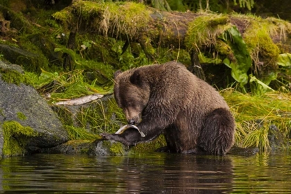 Picture of AK, TONGASS NF GRIZZLY BEAR CATCHES SALMON