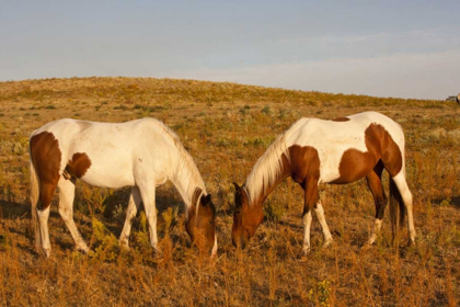 Picture of SD, PAINT HORSES GRAZE AT A HORSE SANCTUARY