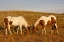 Picture of SD, PAINT HORSES GRAZE AT A HORSE SANCTUARY