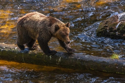 Picture of AK, TONGASS NF GRIZZLY BEAR ON LOG HUNTING