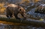 Picture of AK, TONGASS NF GRIZZLY BEAR ON LOG HUNTING