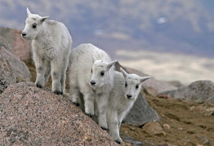 Picture of CO, MOUNT EVANS MOUNTAIN GOAT KIDS PLAYING