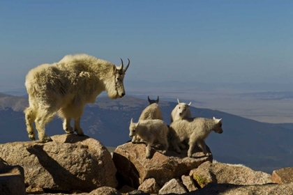 Picture of CO, MOUNT EVANS MOUNTAIN GOAT KIDS PLAYING