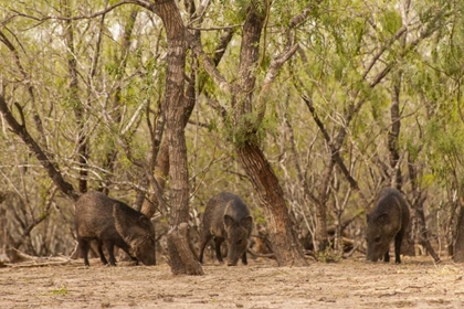 Picture of TX, HIDALGO CO, THREE JAVELINAS AMID TREES