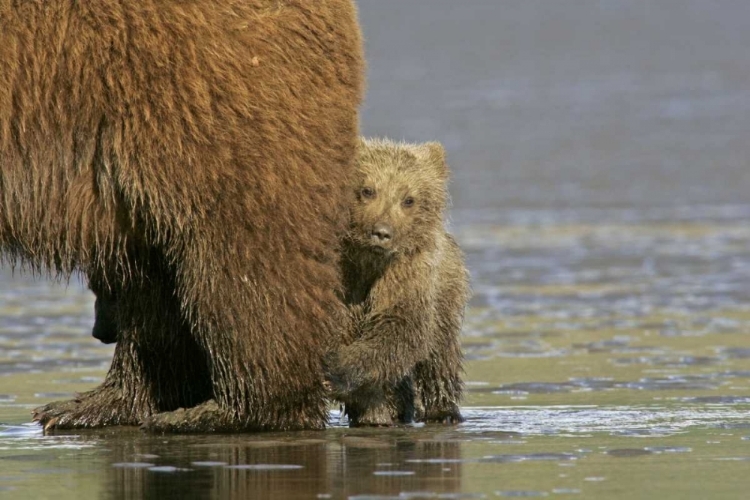 Picture of AK, LAKE CLARK NP COASTAL GRIZZLY BEAR CUB