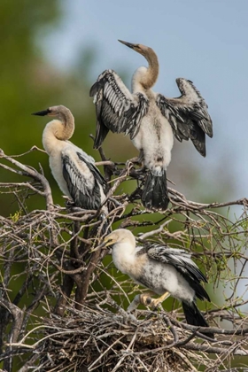 Picture of FL, GREEN CAY, THREE ANHINGA CHICKS AT NEST