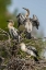 Picture of FL, GREEN CAY, THREE ANHINGA CHICKS AT NEST
