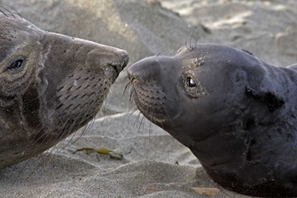 Picture of CA, NORTHERN ELEPHANT SEAL AND PUP GREETING