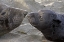 Picture of CA, NORTHERN ELEPHANT SEAL AND PUP GREETING