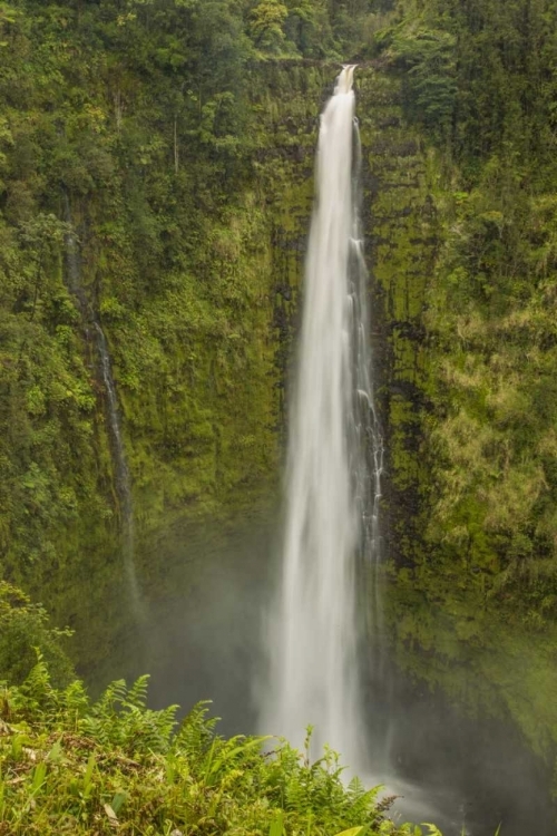 Picture of HI, BIG ISLAND, AKAKA FALLS SP, AKAKA FALLS