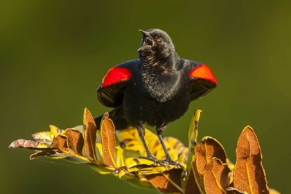 Picture of FL, GREEN CAY, RED-WINGED BLACKBIRD SINGING