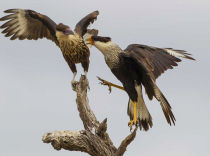 Picture of TX, HIDALGO CO, CRESTED CARACARAS FIGHTING