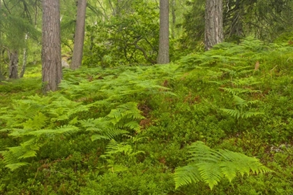 Picture of EUROPE, SCOTLAND, CAIRNGORM NP FOREST FERNS