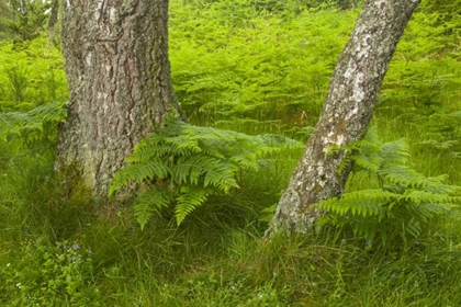 Picture of EUROPE, SCOTLAND, CAIRNGORM NP FOREST FERNS