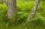 Picture of EUROPE, SCOTLAND, CAIRNGORM NP FOREST FERNS