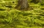 Picture of EUROPE, SCOTLAND, CAIRNGORM NP FOREST FERNS