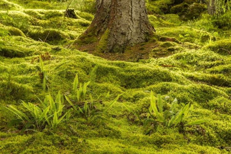 Picture of EUROPE, SCOTLAND, CAIRNGORM NP FOREST FERNS