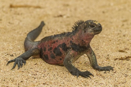 Picture of ECUADOR, GALAPAGOS NP MARINE IGUANA ON SAND