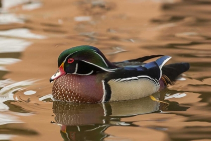 Picture of USA, NEW MEXICO WOOD DUCK SWIMMING IN WATER