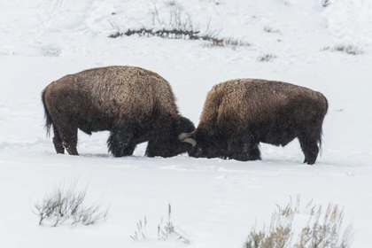 Picture of USA, WYOMING, YELLOWSTONE NP BISON SPARRING