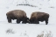 Picture of USA, WYOMING, YELLOWSTONE NP BISON SPARRING