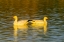 Picture of NEW MEXICO, BOSQUE DEL APACHE NWR SNOW GEESE