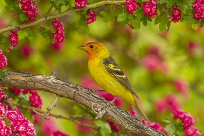 Picture of OREGON, MALHEUR NWR WESTERN TANAGER ON LIMB