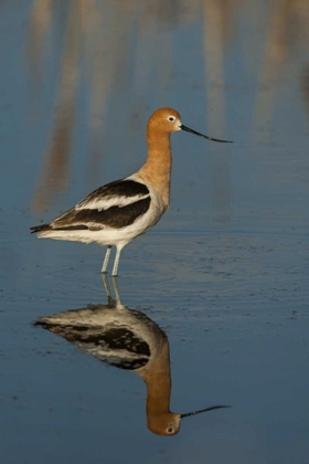 Picture of UTAH, BEAR RIVER NWR AMERICAN AVOCET WADING