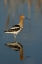 Picture of UTAH, BEAR RIVER NWR AMERICAN AVOCET WADING