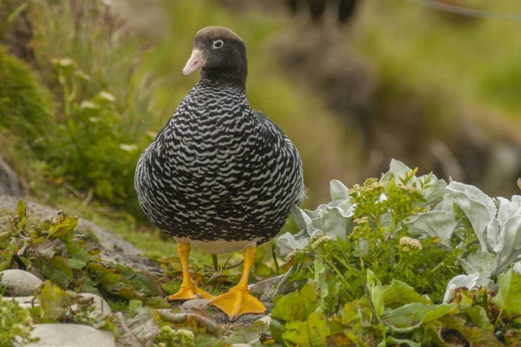 Picture of FALKLAND ISLANDS, CARCASS ISLAND KELP GOOSE