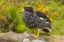 Picture of FALKLAND ISLANDS, CARCASS ISLAND KELP GOOSE