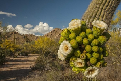 Picture of ARIZONA, SAGUARO NP SAGUARO CACTUS BLOSSOMS